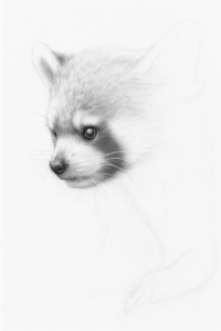 WIP 1 Roter Panda