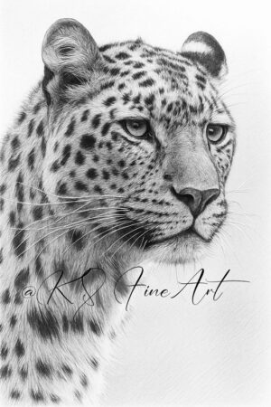 Amurleopard - Bleistiftzeichnung